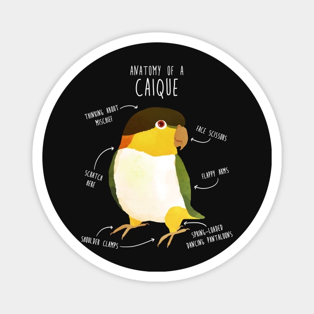 Anatomy of a Black-Headed Caique Magnet by Psitta